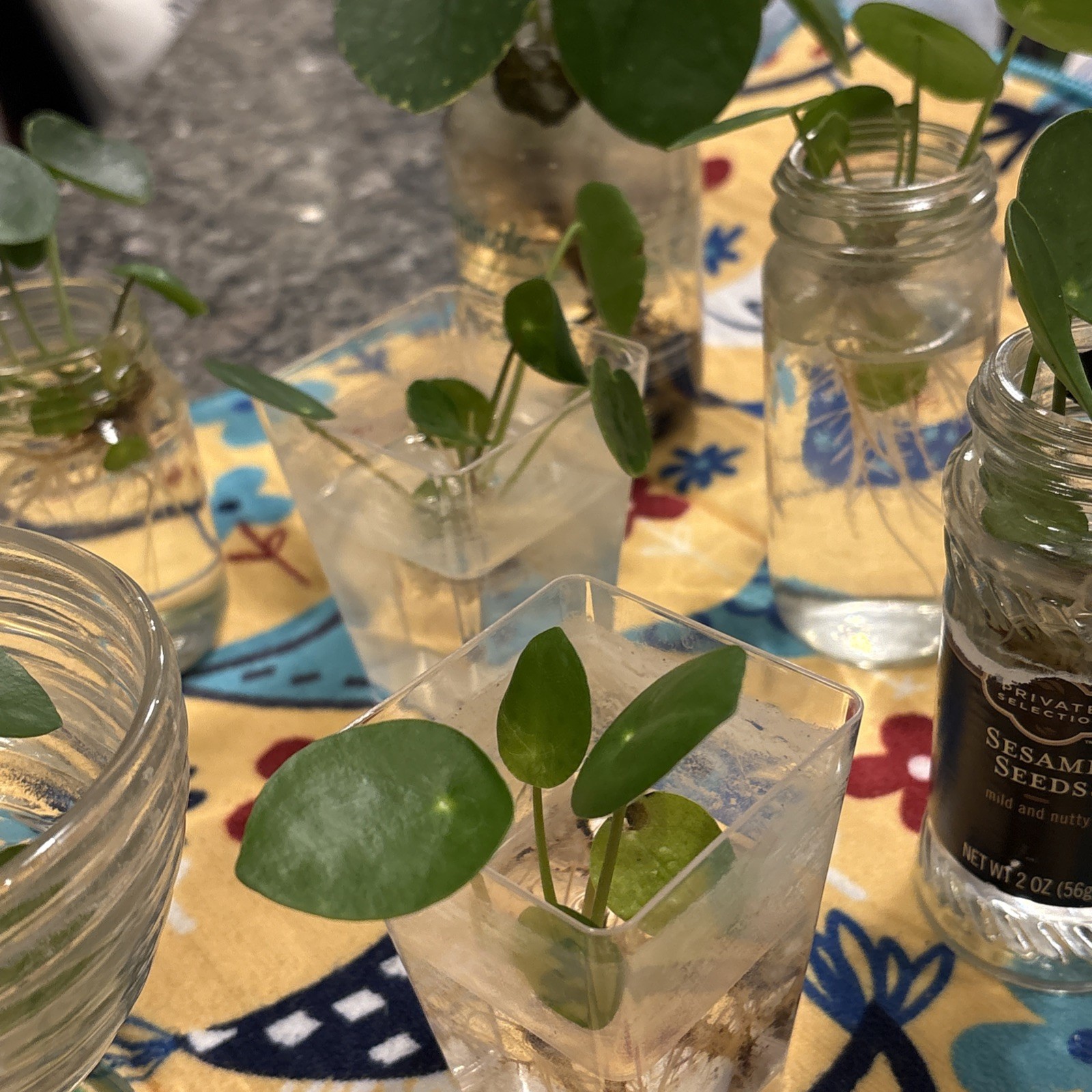 (1) 🪴CUTE Rooted Chinese Money Plant – Pilea Peperomioides – EASY GROW🌱