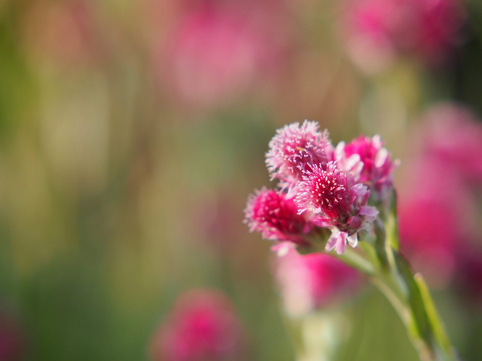 20 RED PUSSYTOES Pink RedTinted Antennaria Dioica Rubra Everlasting Flower Seeds