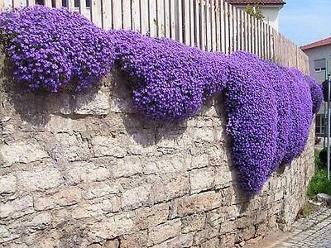 250 Purple Rock Cress Seeds Stunning Color Low Grower