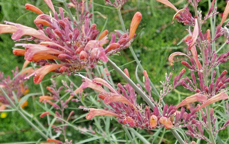MEXICAN HYSSOP Seeds *FREE Shipping!* Agastache rupestris, Sunset Hyssop Herb