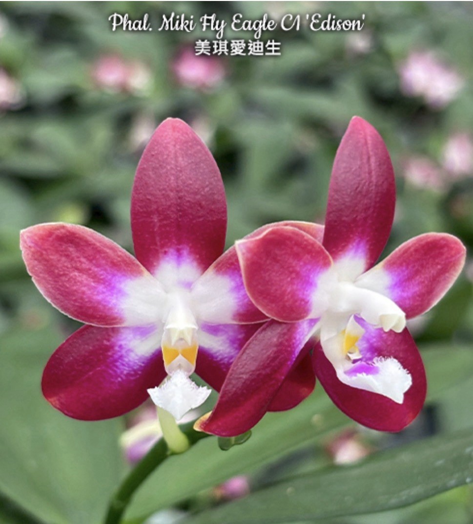 Phal. Miki Fly Eagle C1 ‘Edison’, Blooming Size, Fragrant, FREE Shipping