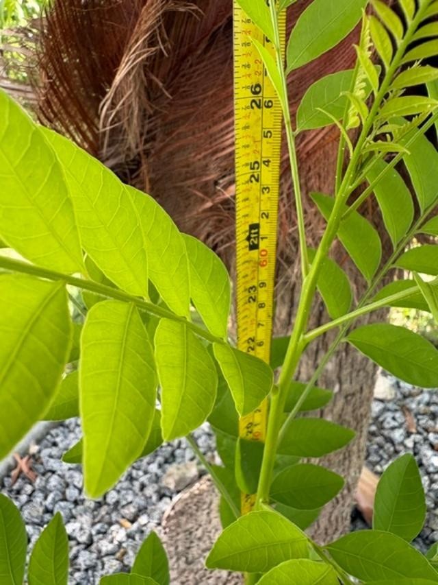 4 MO’s RED HOG PLUM LIVE CLONED ROOTED (SPONDIAS PURPUREA) RED MOMBIN/CIRUELA