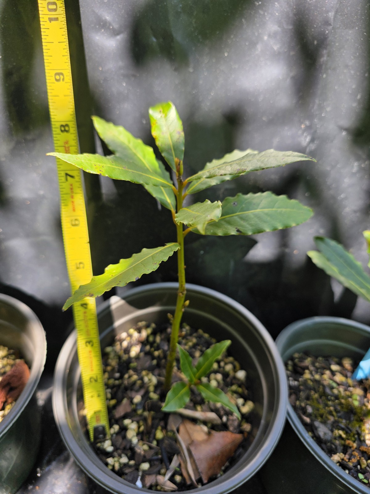Bay Laurel Tree Laurus nobilis 6-12 Inches Tall 4×5 Pot 1-2 Years Multi-discount