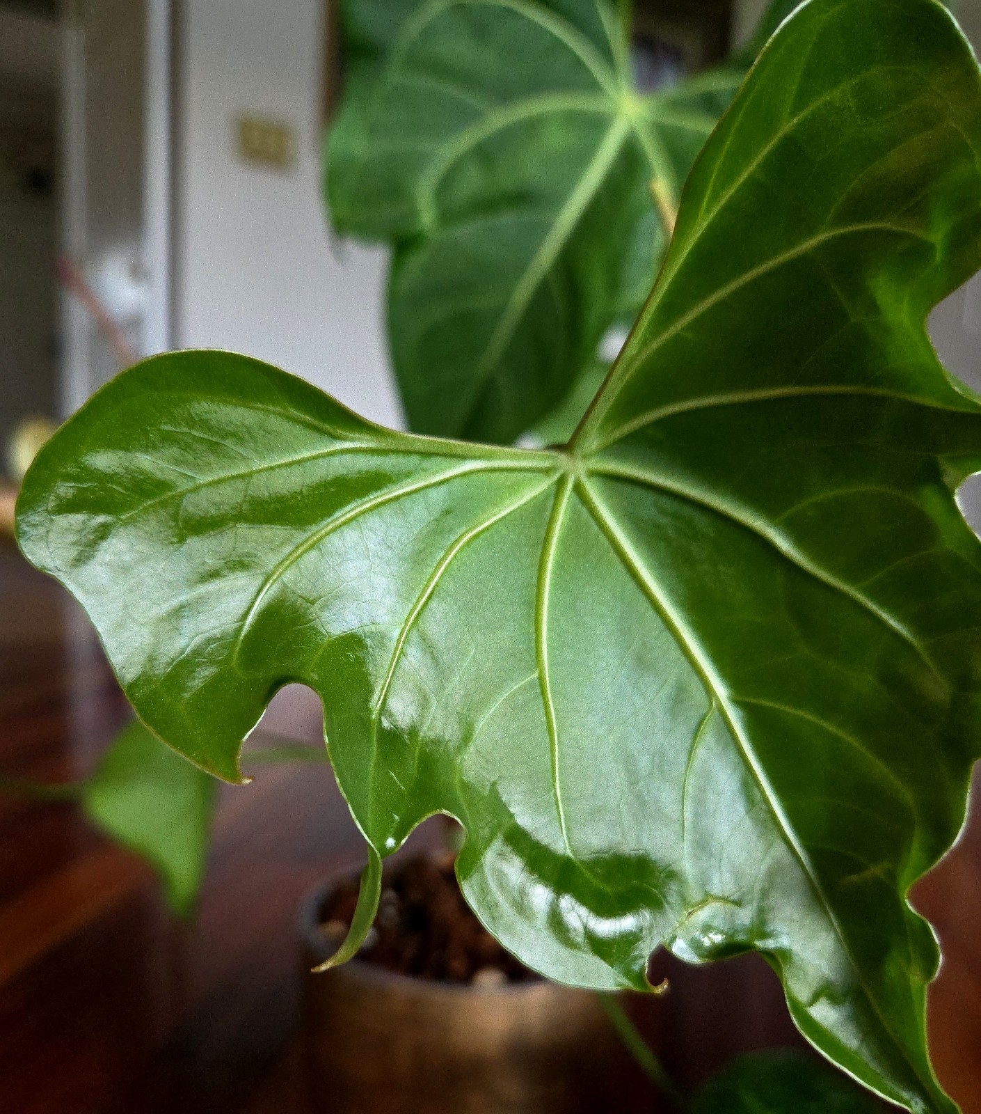 Rare XL Anthurium Pedatoradiatum X Clarinervium 24″ Tall Not Philodendron