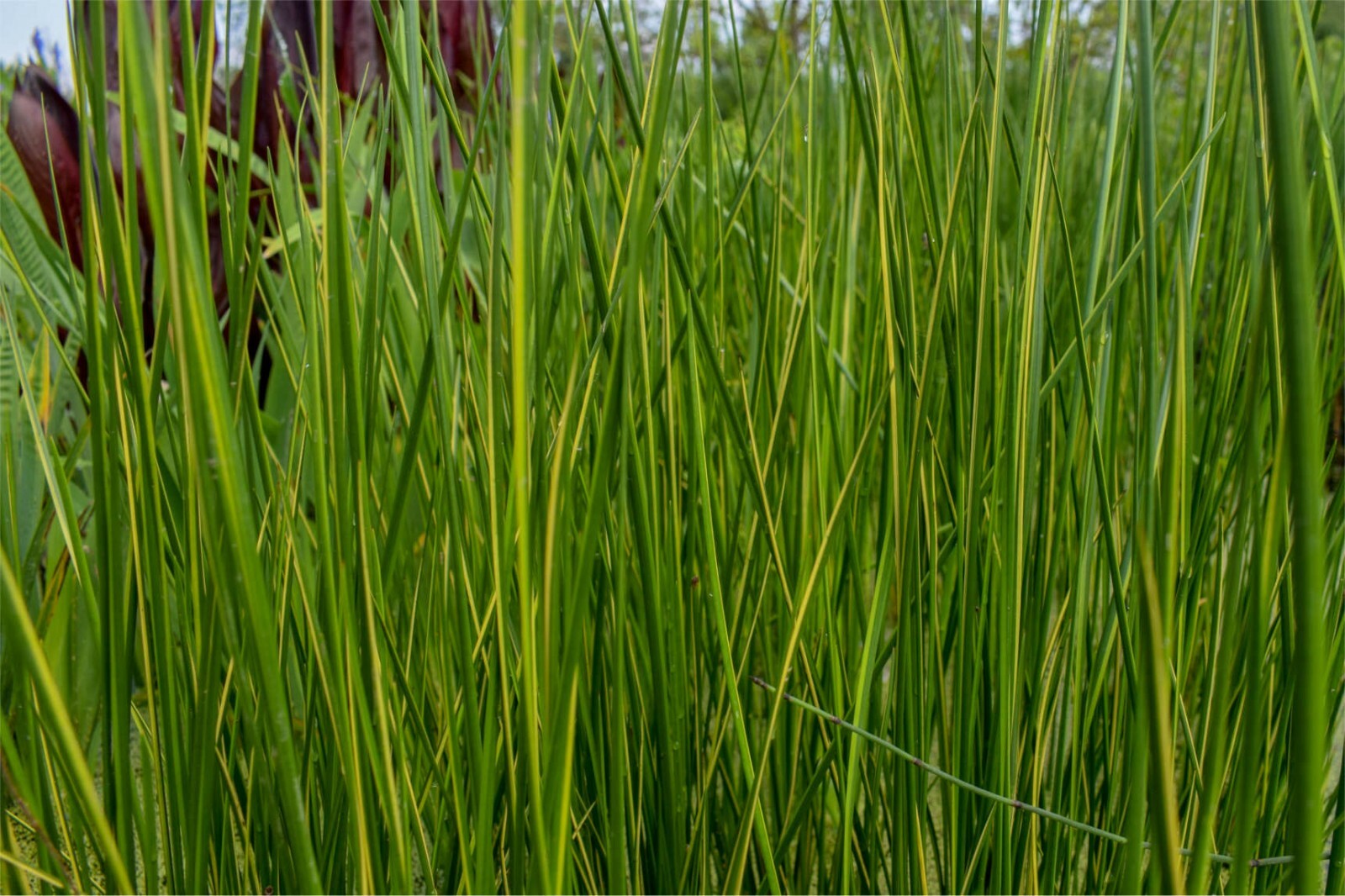 Live Variegated Striped Rush Winter Hardy Aquatic Marginal Pond/Bog Plant