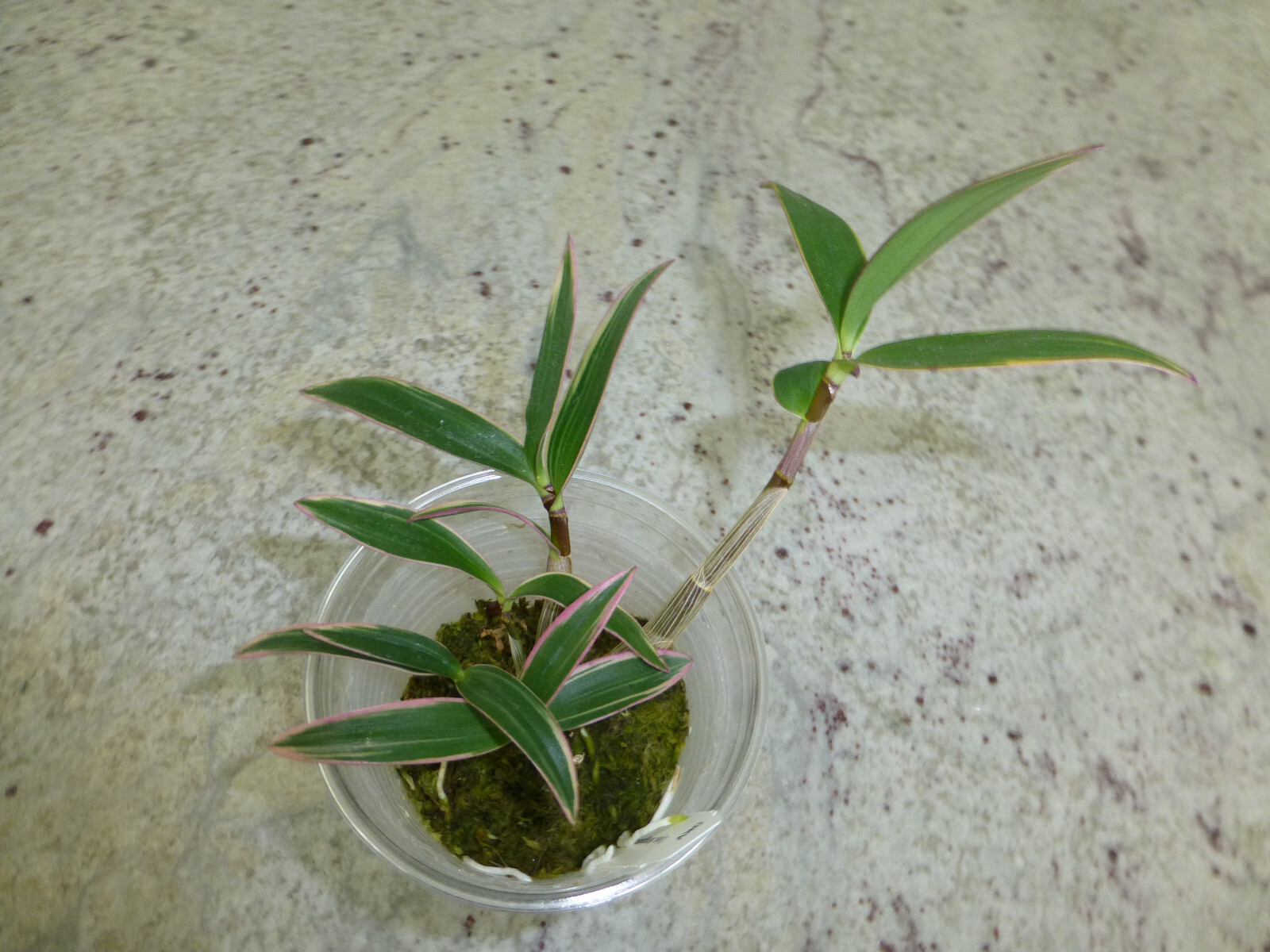 Fragrant Orchid Dendrobium Kingianum variegated Compact Grow In 3″ Pot