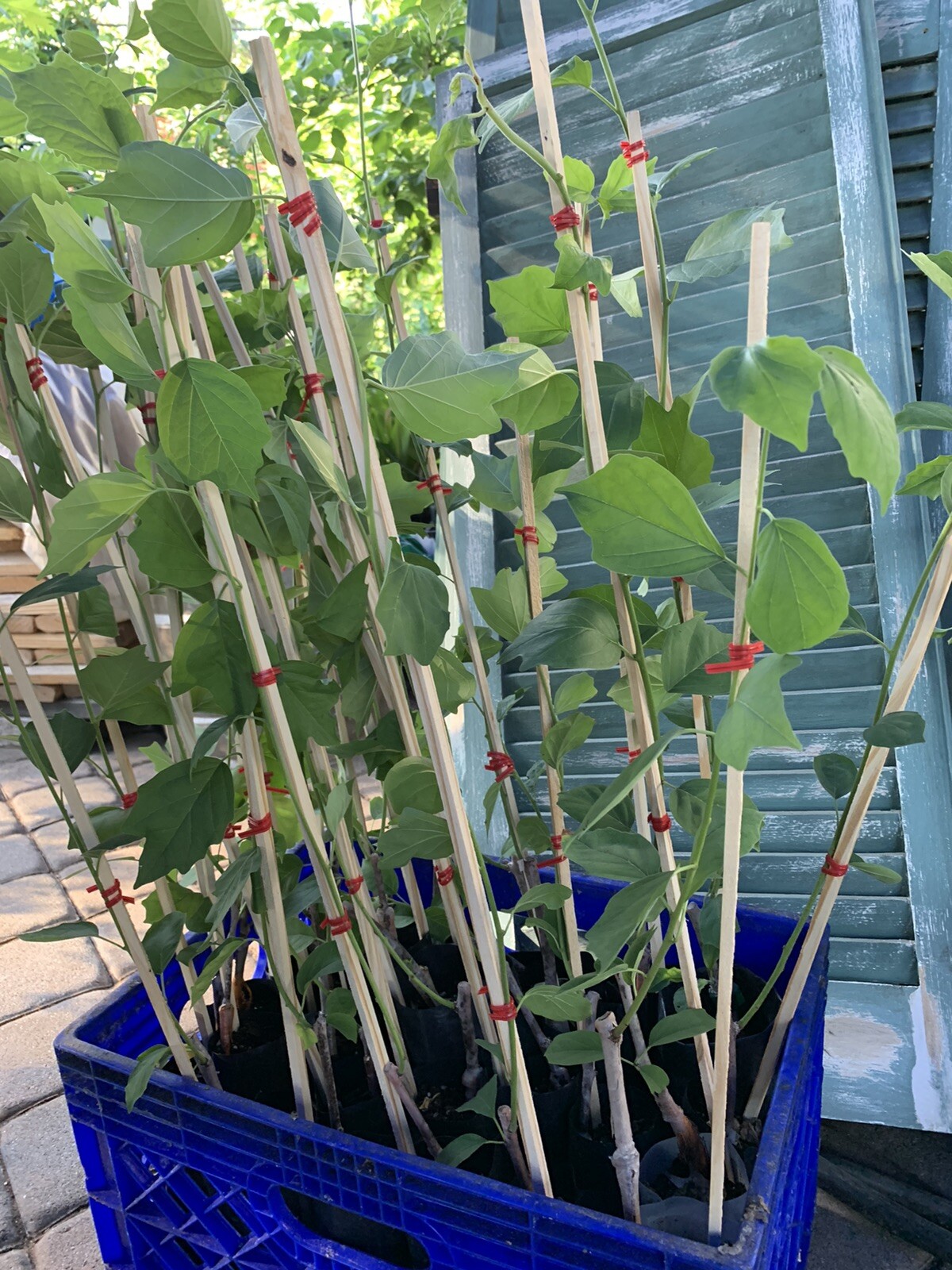 2-3 ft. Che Seedless plant, Chinese Mulberry 1 year old, grafted, Cudrania