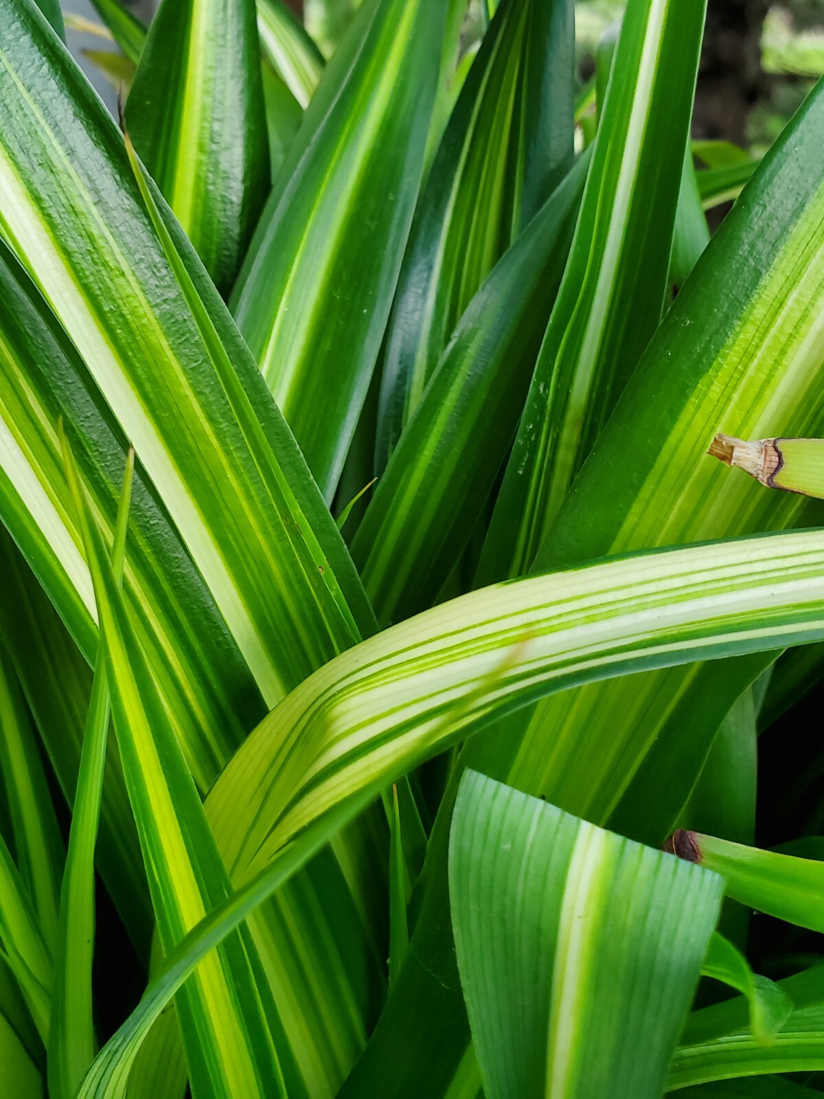 Dark Green Airplane Spider Plant Rooted Start Live Plant