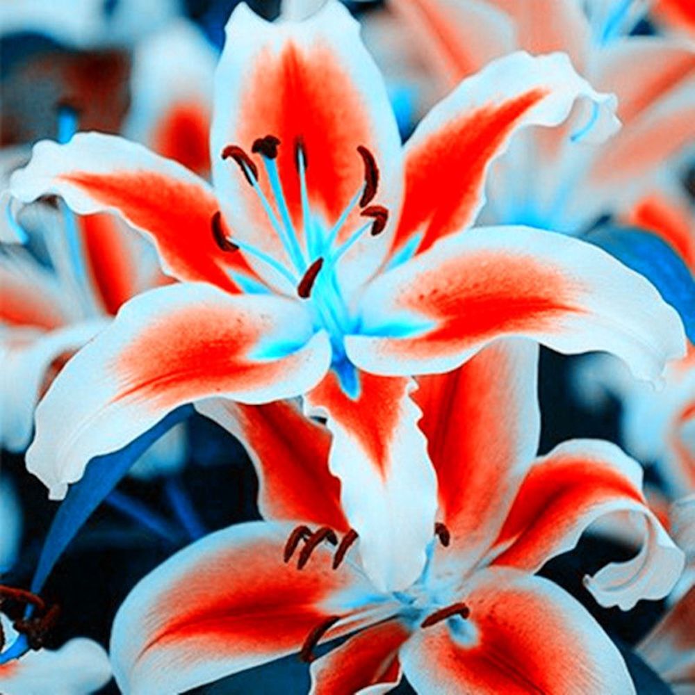 25pc LILY SEEDS Garden Plant Flower rare bloom exotic USA seller B FREE shipping