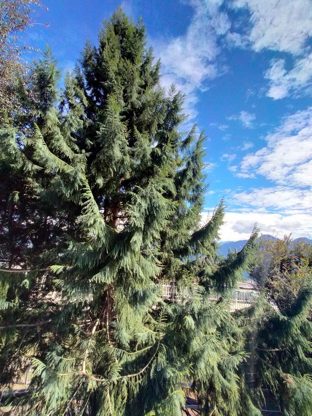 Taiwan Cedar Coffin Tree Seeds (Taiwania cryptomerioides) Rare Evergreen Conifer