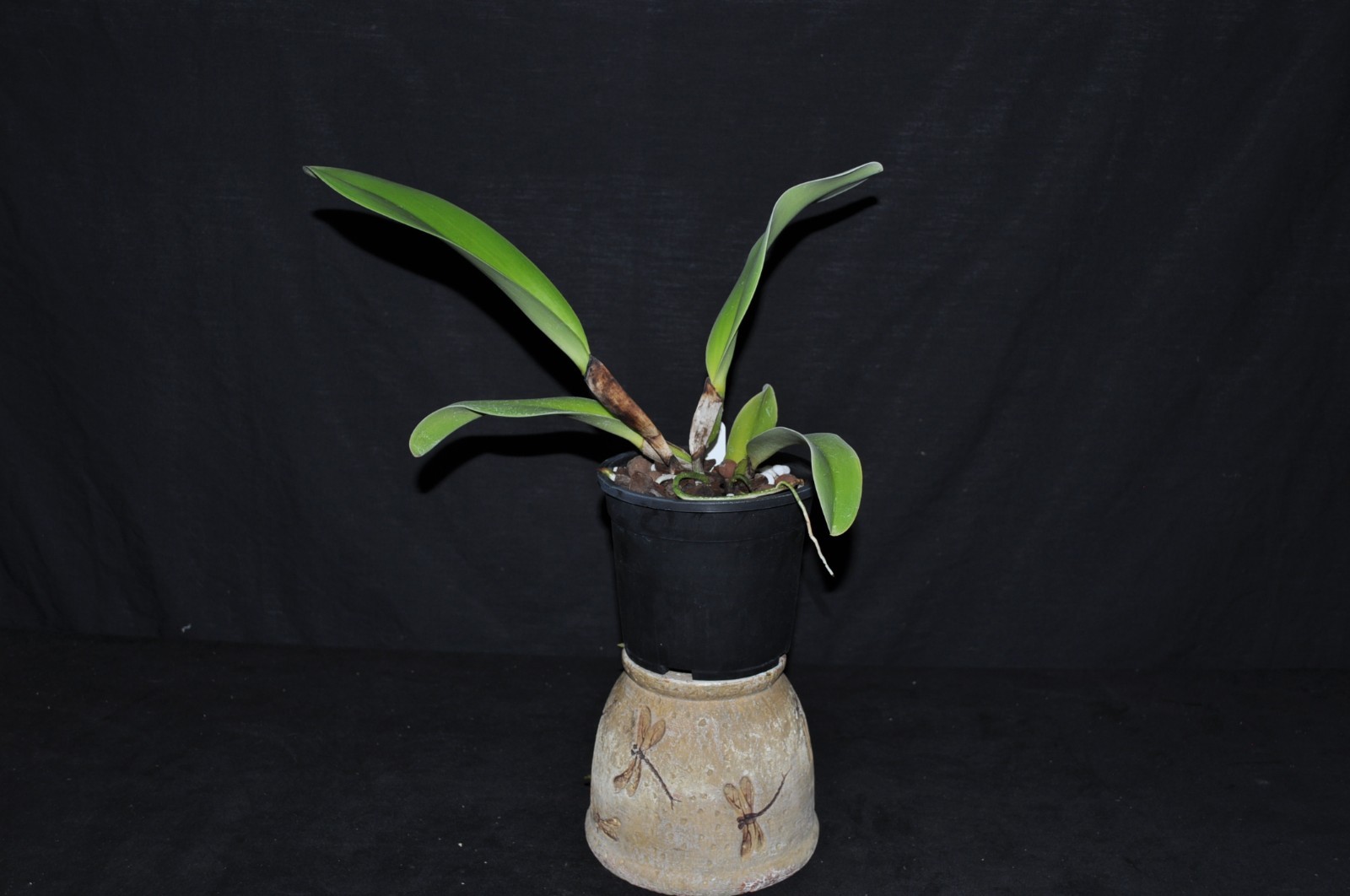 Cattleya dowiana v. rosita rare and spectacular orchid species nice LRG BS plant