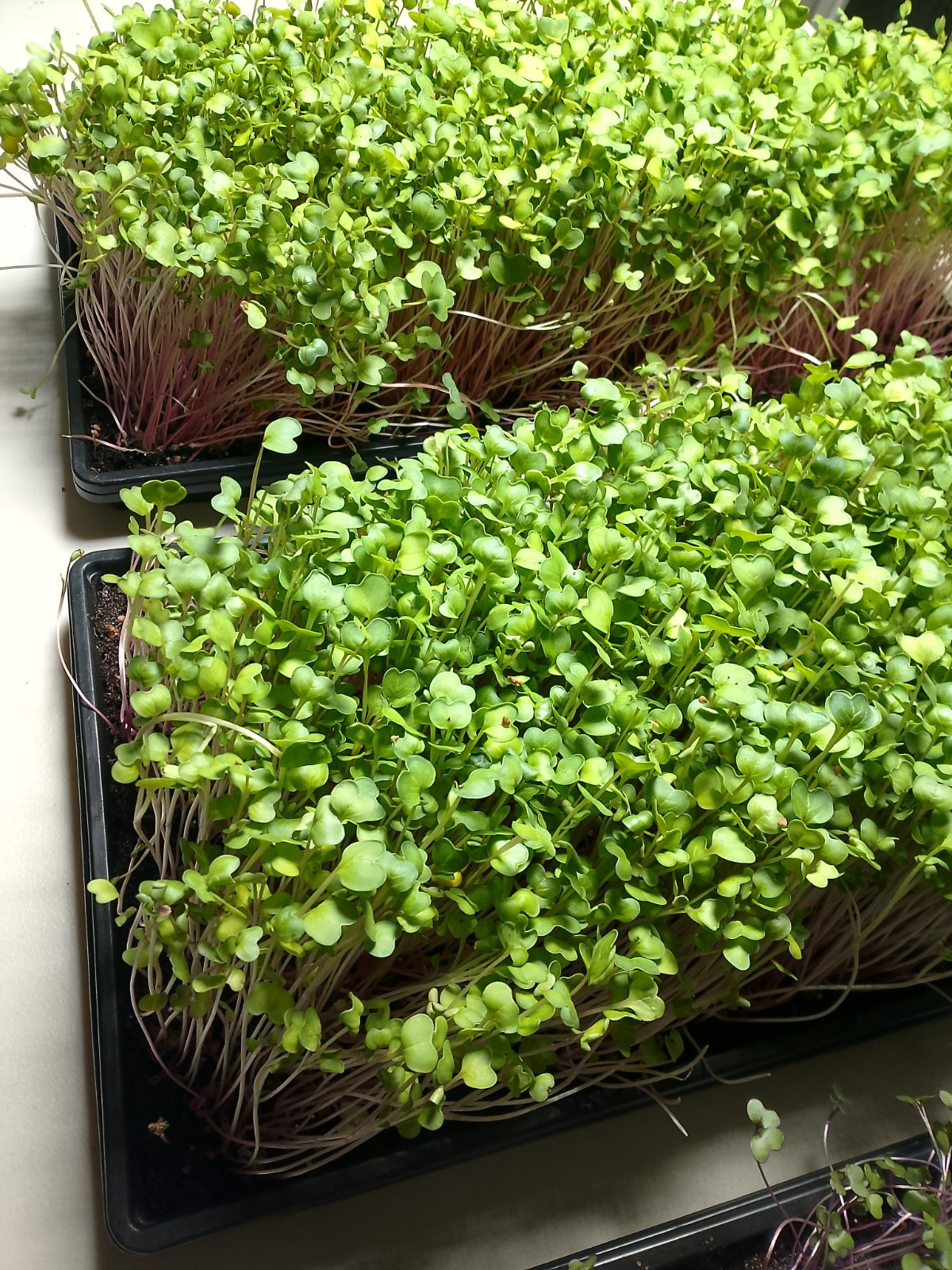 China Rose Radish microgreens seeds (conventional) 10 lbs.