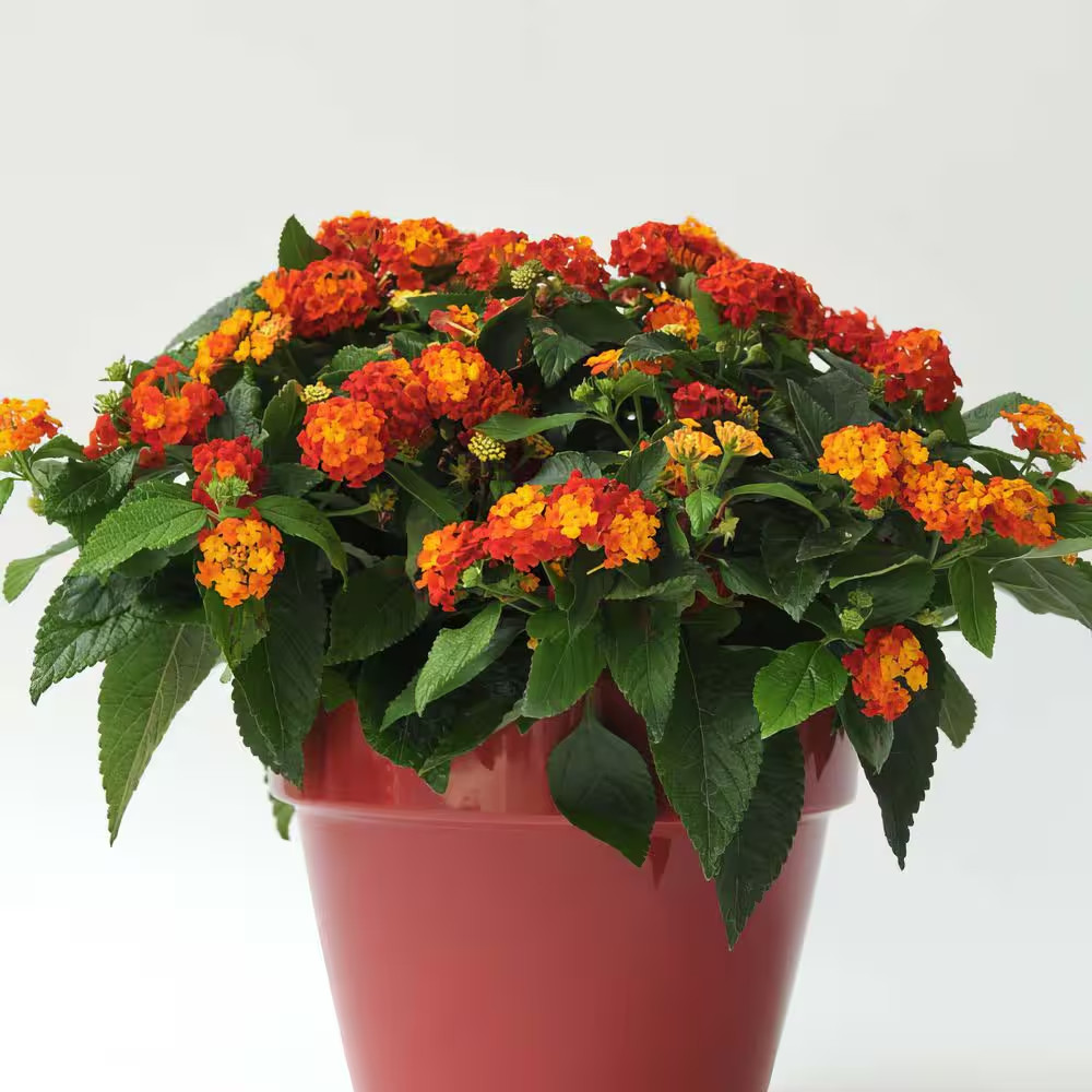 4 In. Lucky Red Bloom Lantana Plant (3-Piece)