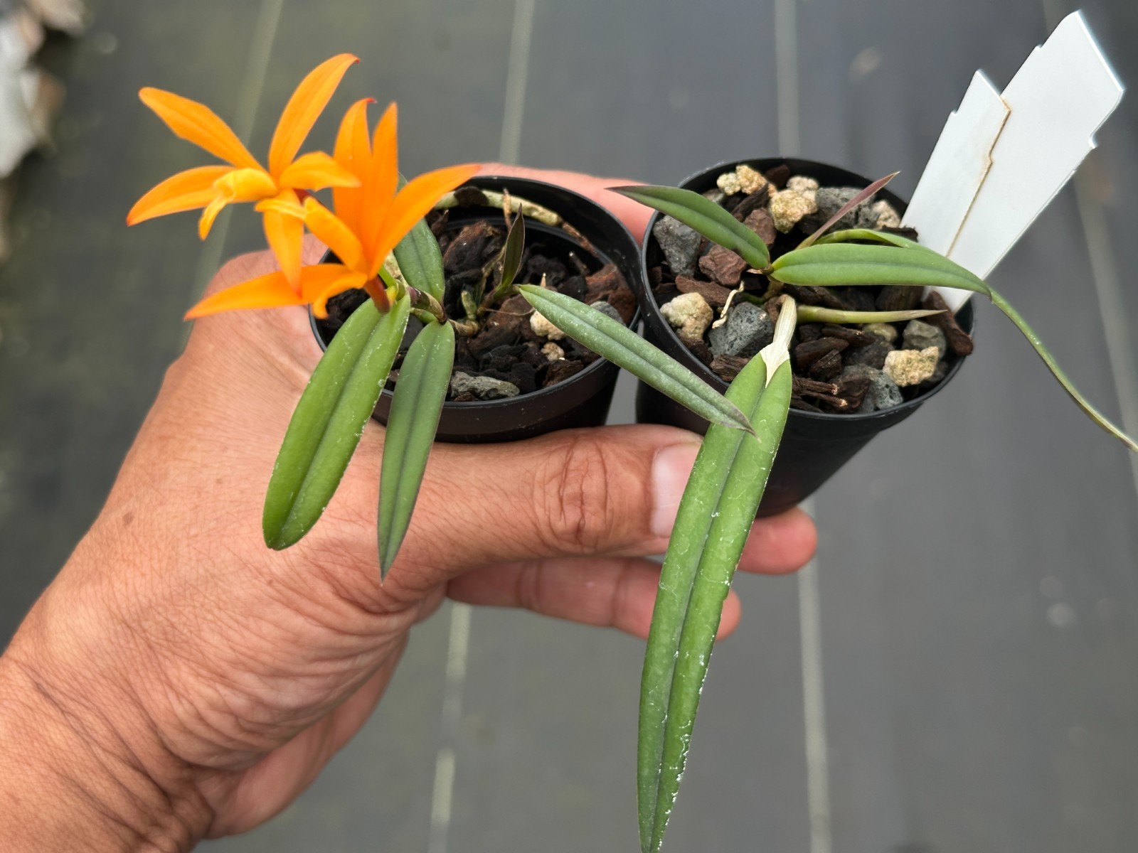 BRASIL MINIATURE CATTLEYA ORCHID SPECIES marcaliana BS 2inch pot
