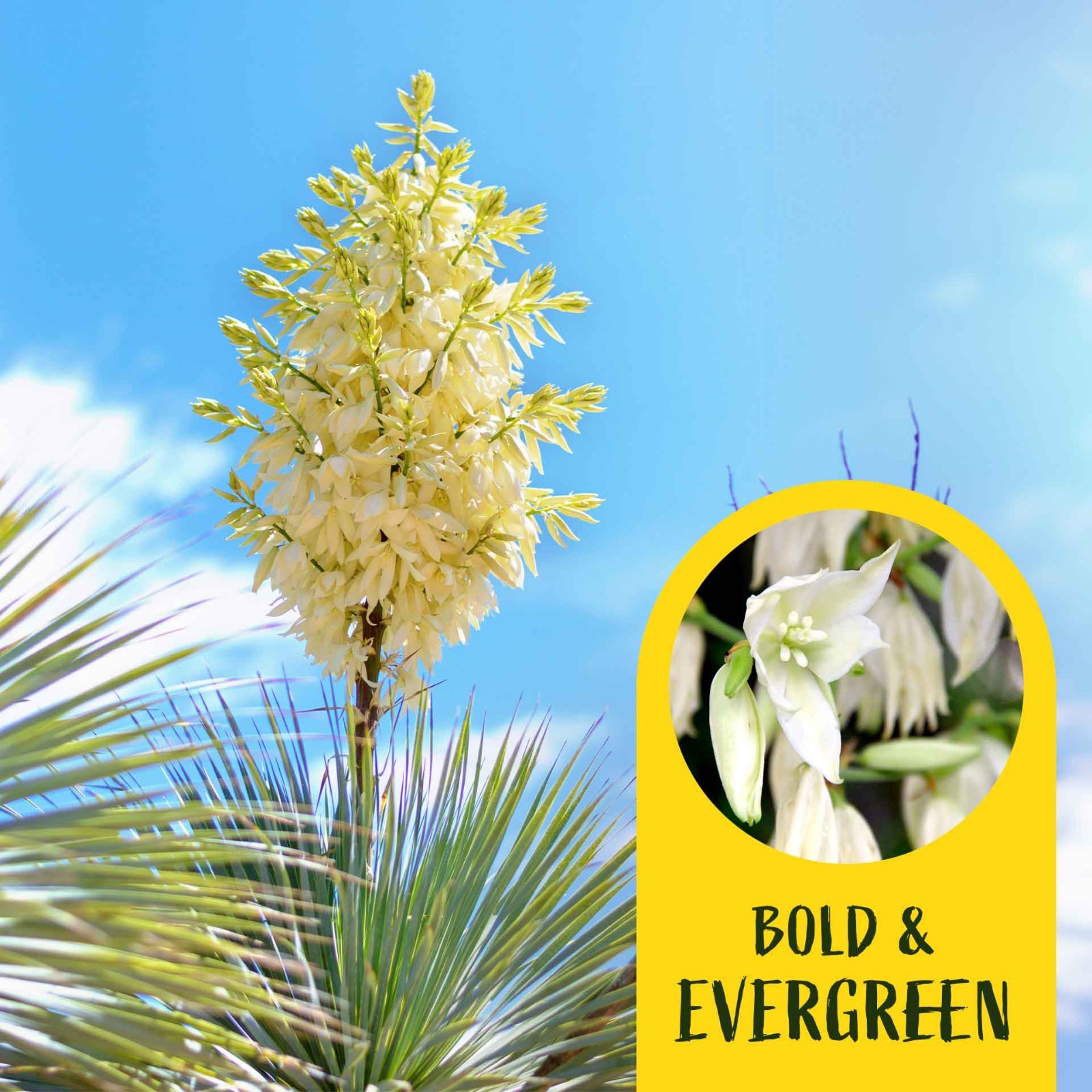 2 Soaptree Yucca Succulents, Live Plants in 3.5″ Cubes (Yucca elata)