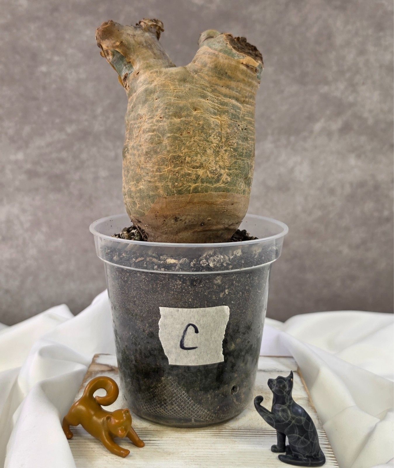 SO CHUNKY!!! Cyphostemma Uter var. Macropus (Angola) – Succulent not Pachypodium