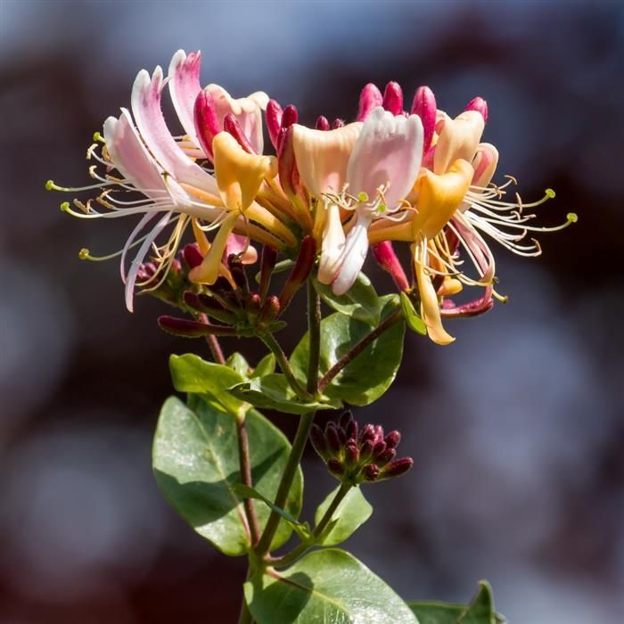 ~~PEACHES & CREAM~~Lonicera periclymenum Honeysuckle Vine~Rooted Starter Plant ~