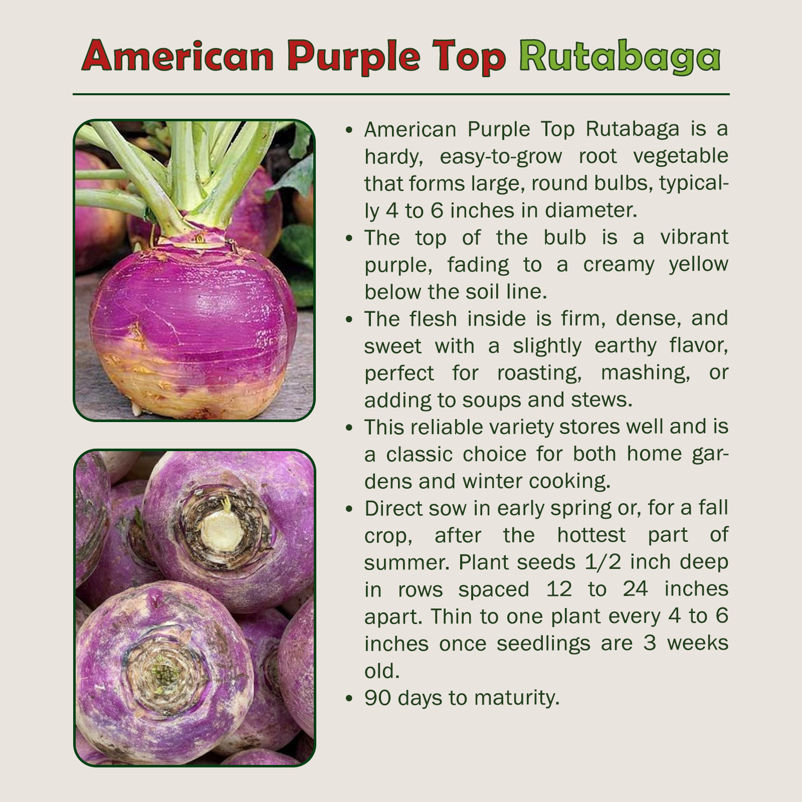 1000 American Purple Top Rutabaga Seeds, Brassica napus, Non GMO, Genuine USA