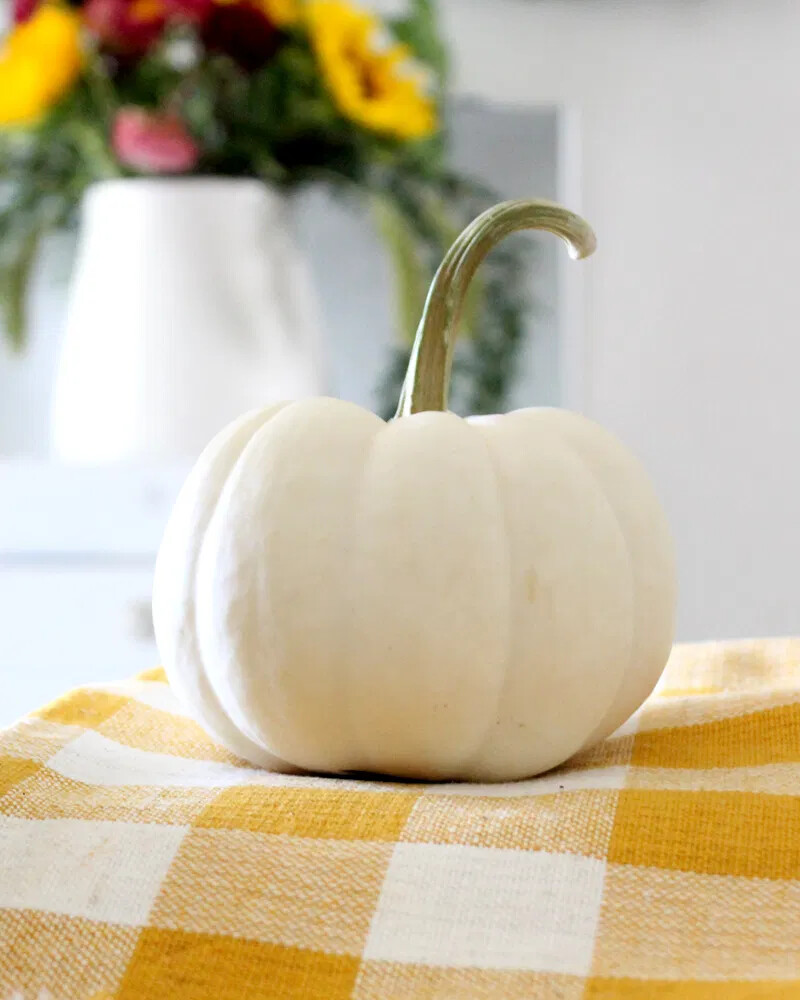 Baby Boo Pumpkin Seeds | Untreated White Mini Little Gourd Fall Squash Seed 2023
