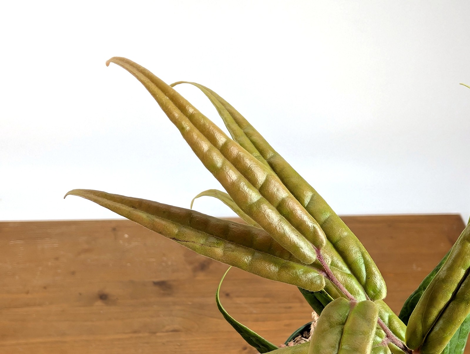 Ceratostema Pedunculatum Pot Size: 3-4″ – Grower’s Choice