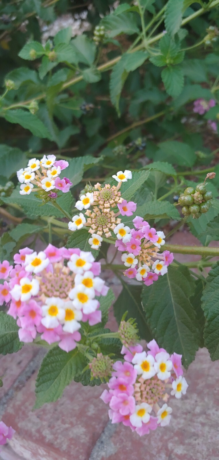 30 Seeds, Lantana camara, Mix color, ham and eggs