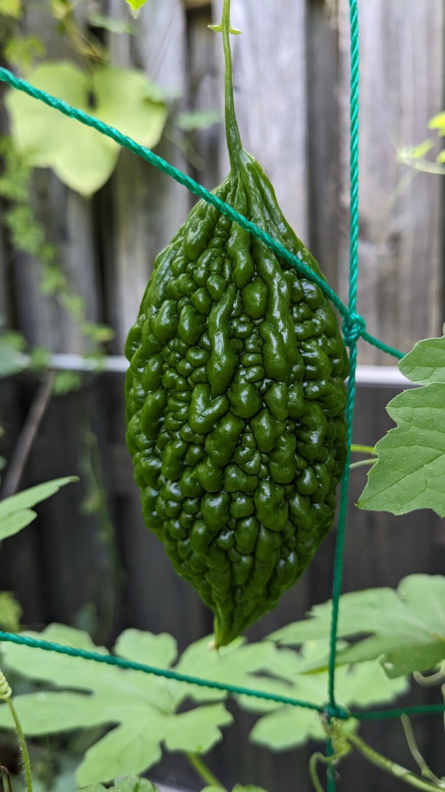 Mini Bitter Gourd Midi Pavakkai Karela Small Fruits India Type 10 Seeds