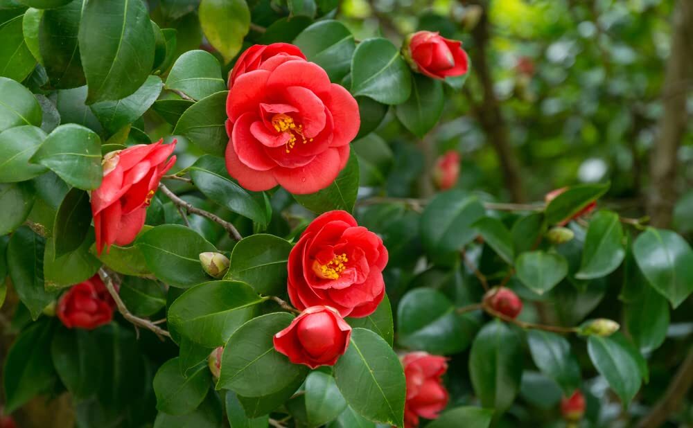 Japanes Camellia Tree Seeds for Planting (5 Seeds) – Camellia Japonica – Stunnin