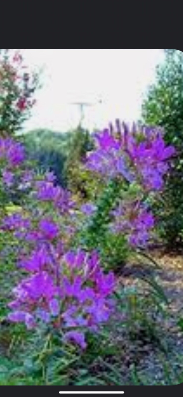 CLEOME / Spider Flower Seed Mix Color 200seeds/ 2025