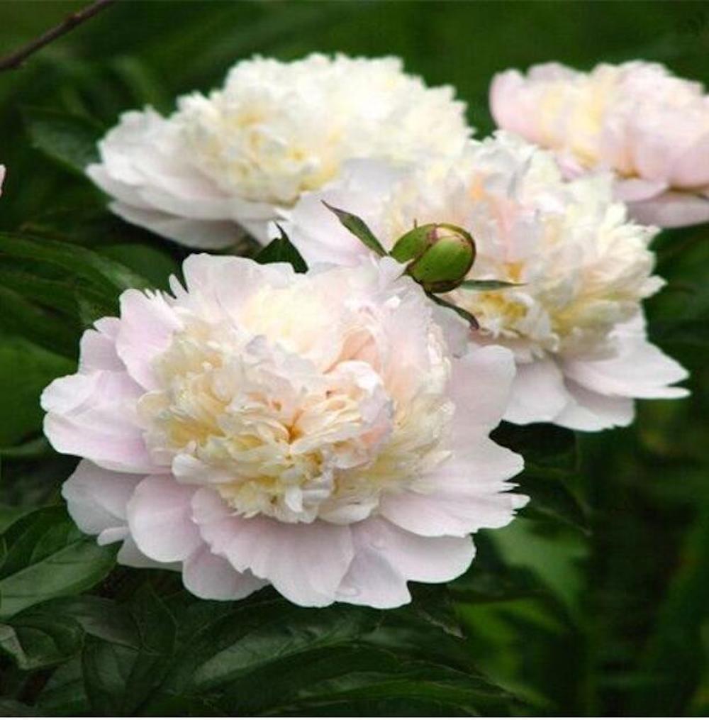 20 EXOTIC RARE PEONY SEEDS for garden flower beds plant bush USA SELLER USPS