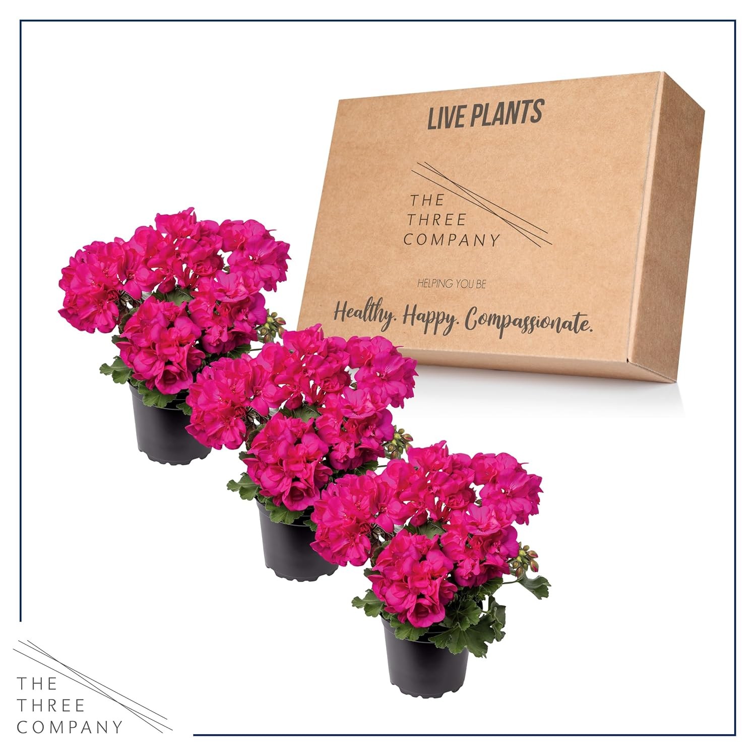 Live Pink Zonal Geranium Plants 3 Per Pack Spring Summer Blooming Flowers