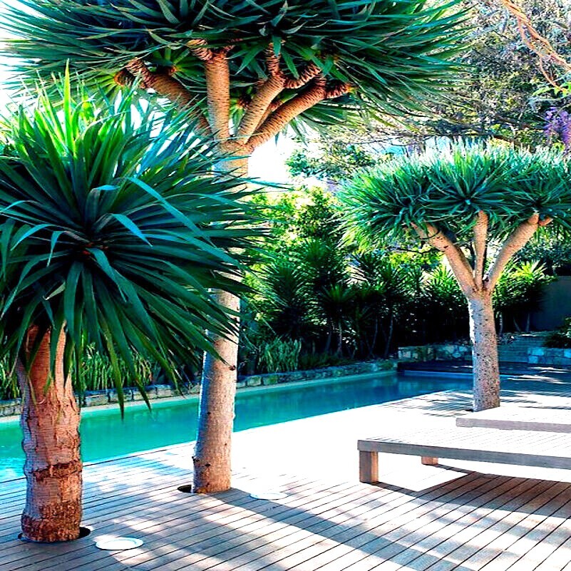 10 Dragon’s Blood Tree Seeds (Dracaena draco) Exotic Canary Island Palm Bonsai