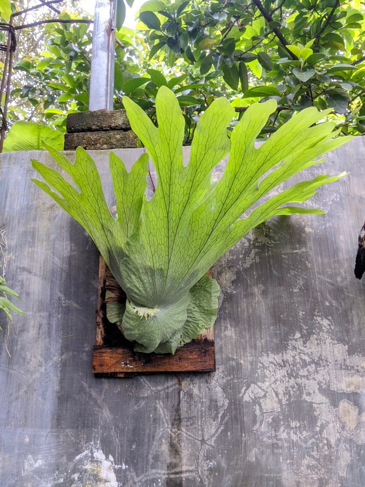 Platycerium Super Wandae Big Size Real Photo