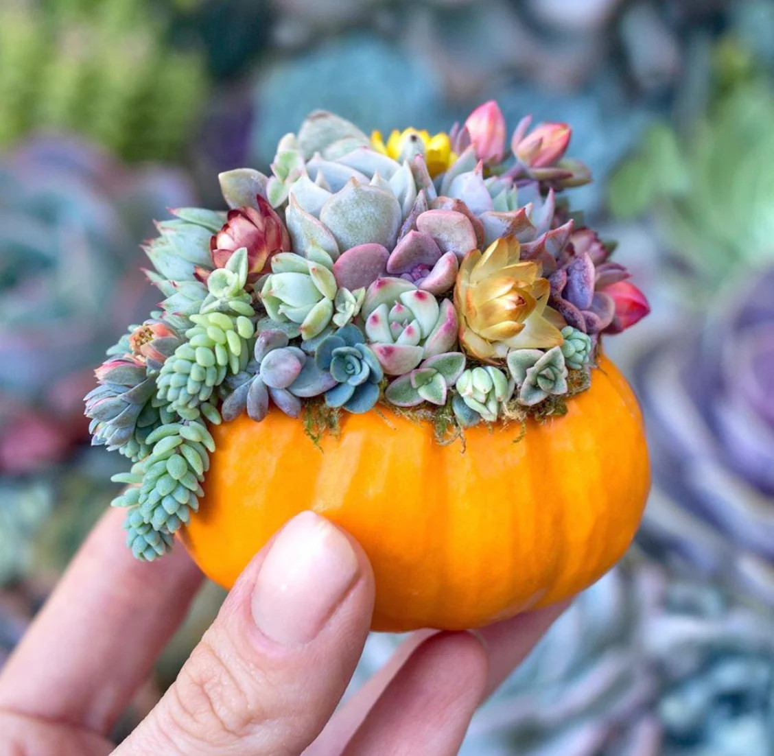 Jack-Be-Little and Wee-B-Little Mix Pumpkin Seeds | Mini Orange Untreated 2024