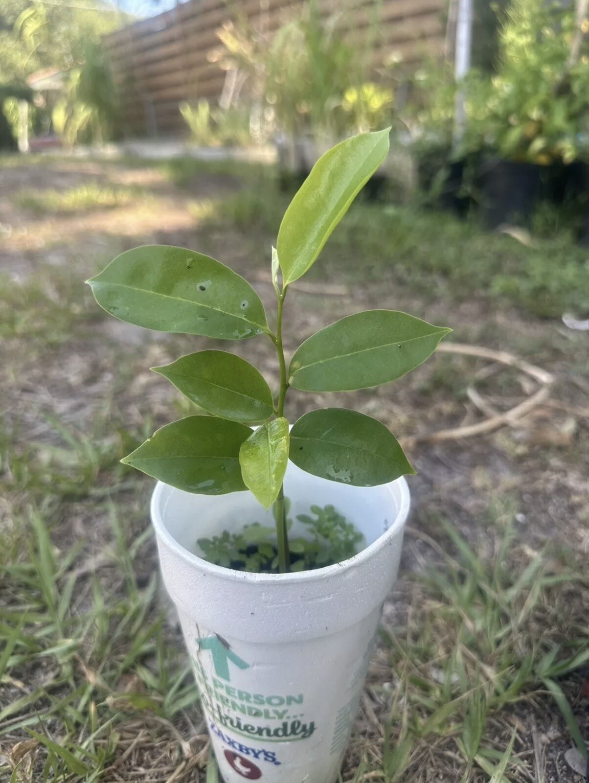 Annona Muricata Graviola Soursop Guanabana Potted StarterPLANTTropical “7-9”