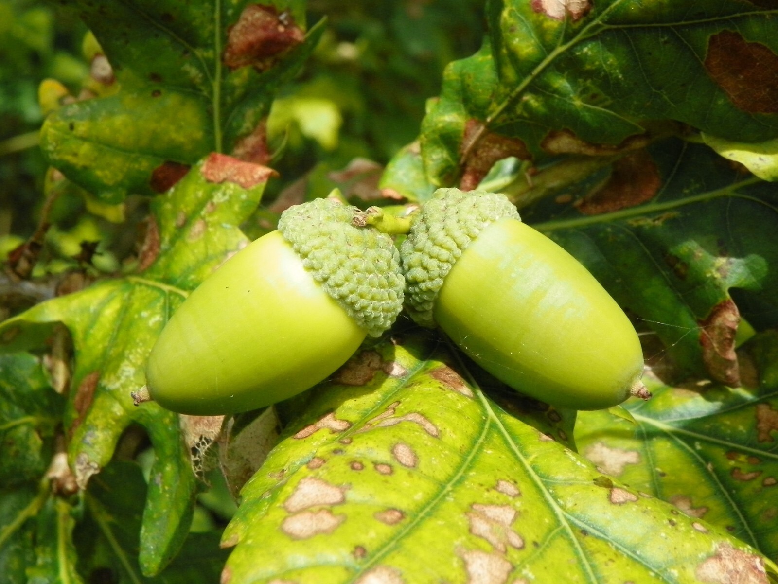 50 Acorn Seeds of White Oak Trees T82