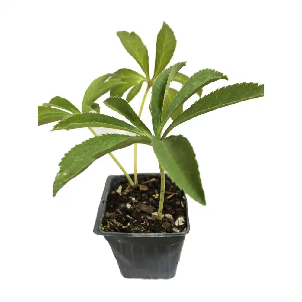 Lenten Rose 3 Separate Plants in 3 Separate 2.5 In. Continers Perennials
