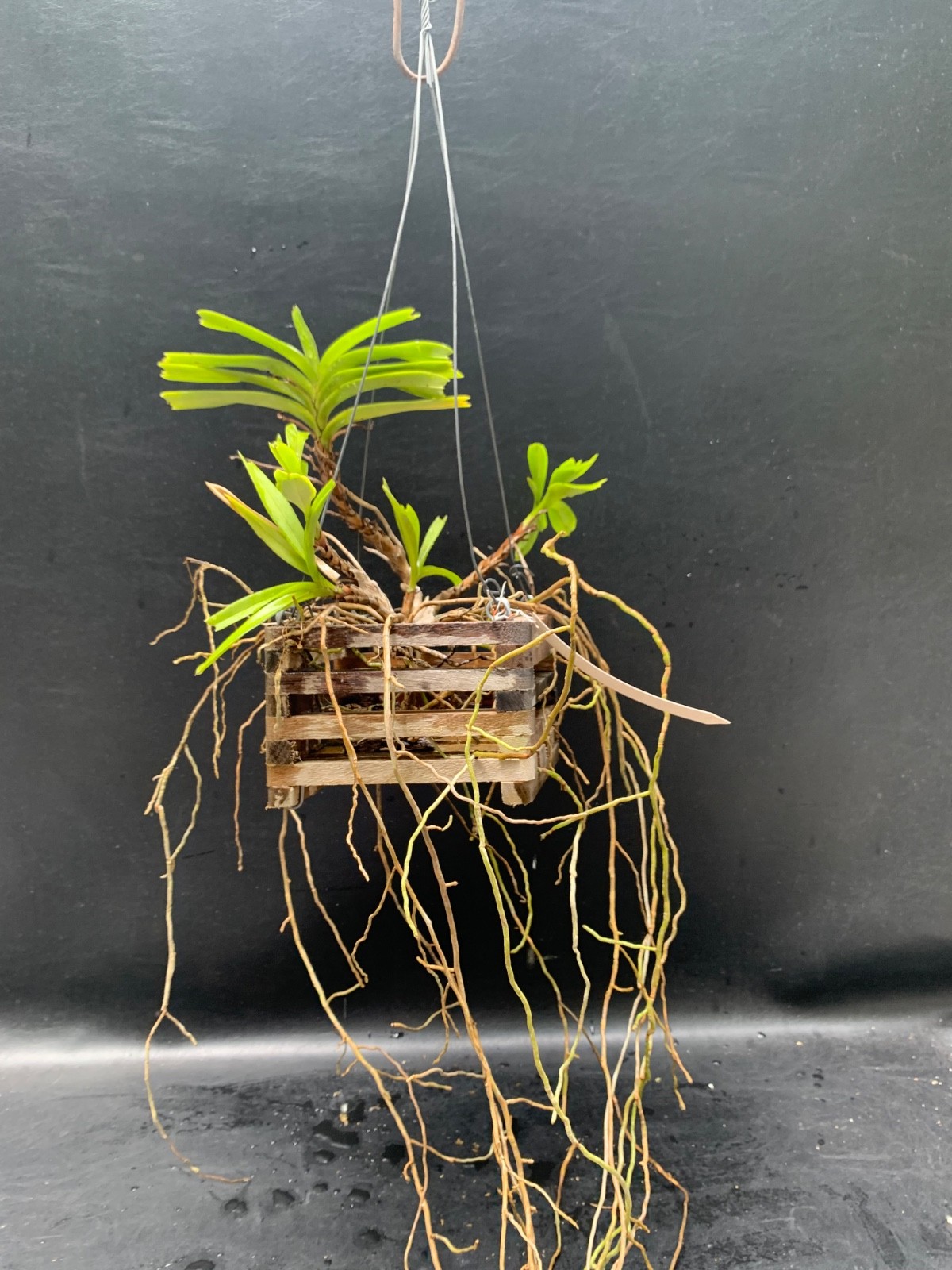 SPECIMEN AERIDES FLABELLATA ORCHID FRAGRANT FLOWERS