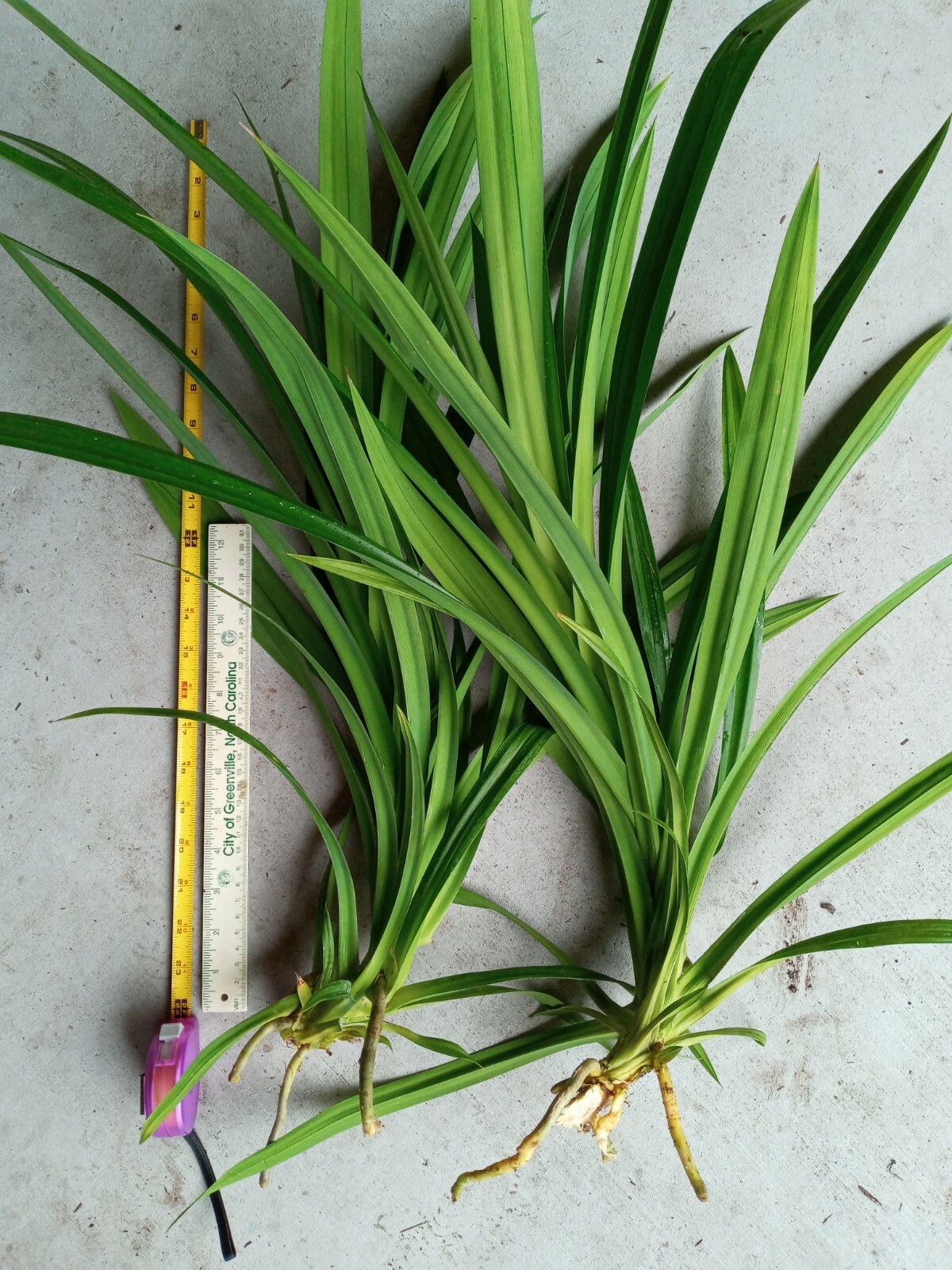 Live Pandan Extra Large Mature  Plant, over 18″ inches Tall.