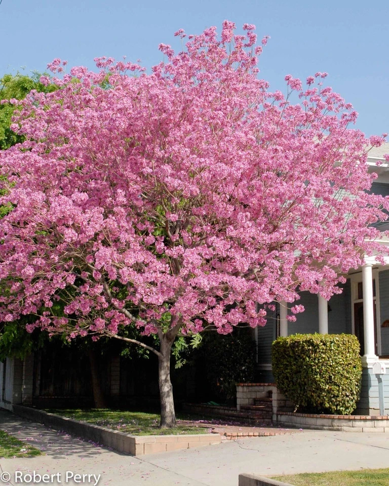 24”-36” Tabebuia Trumpet Tree-Tabebuia heterophylla-Rooted Starter Plant