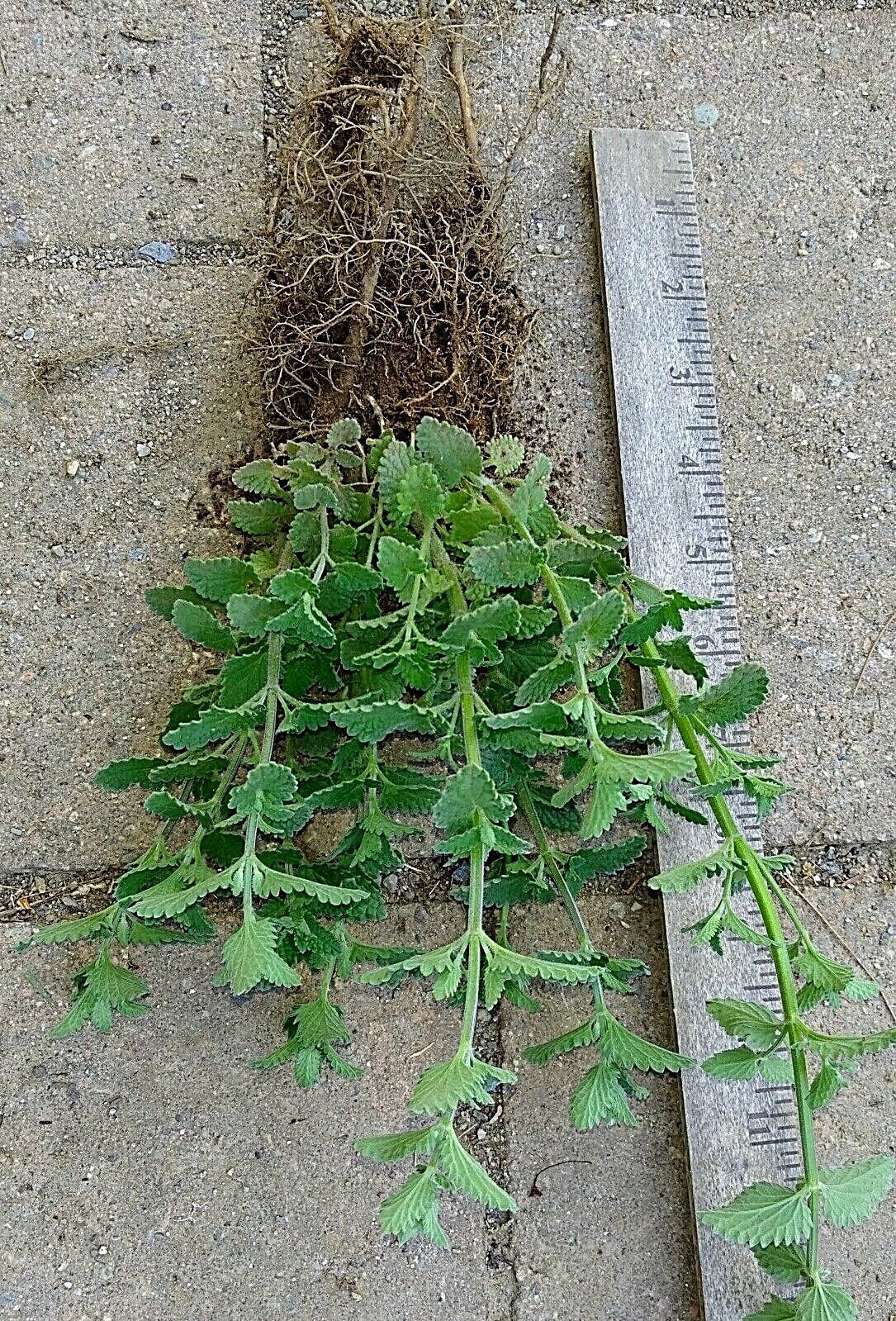 Nepeta plant cat mint 2 divisions Mature Flowering Size