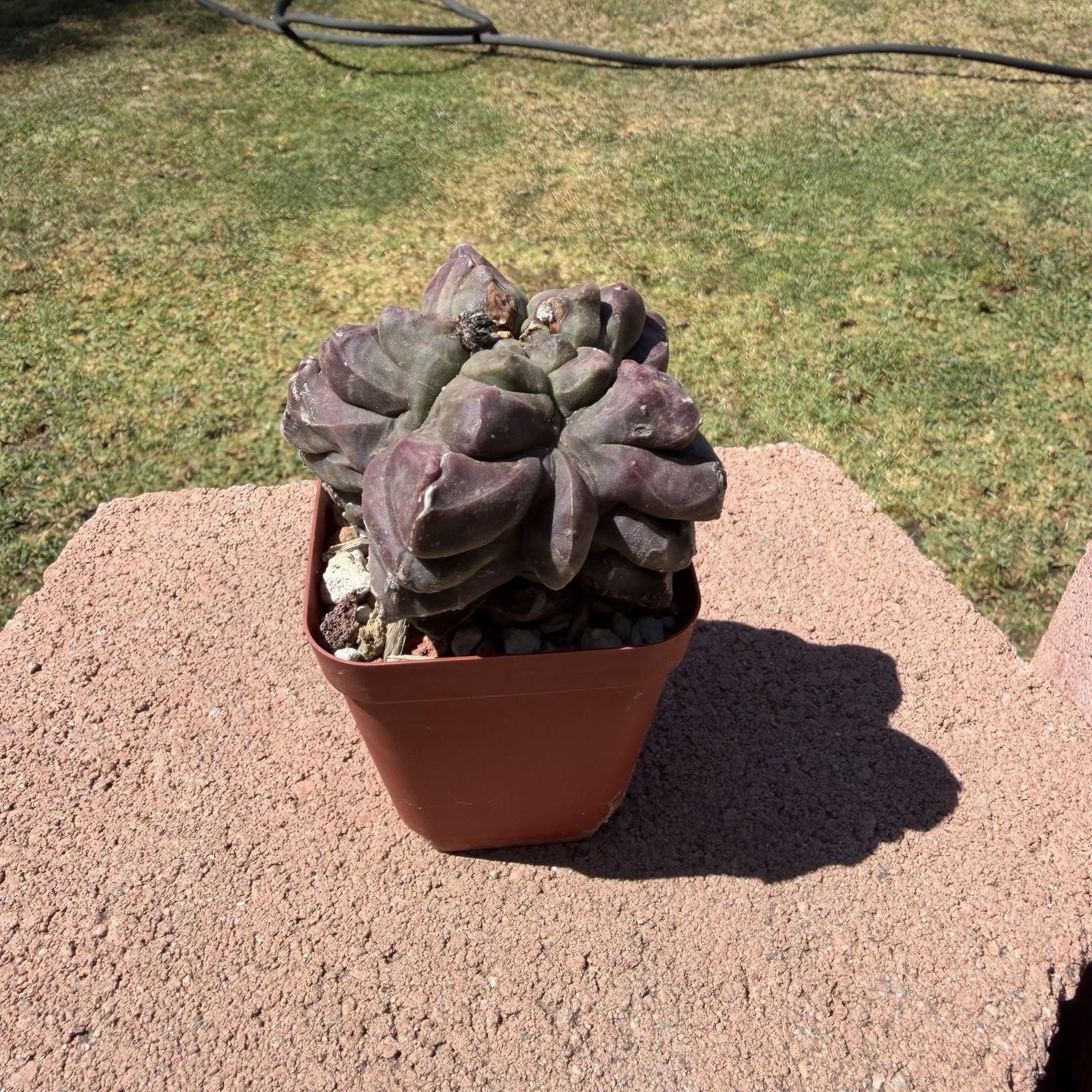 Astrophytum Myriostigma Kikko Wonky Cactus