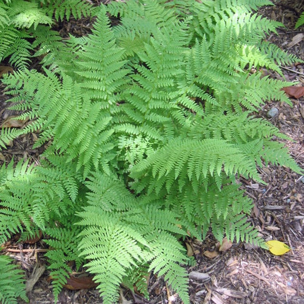 Lady Fern 15 Plants in 3-1/2 inch Pots