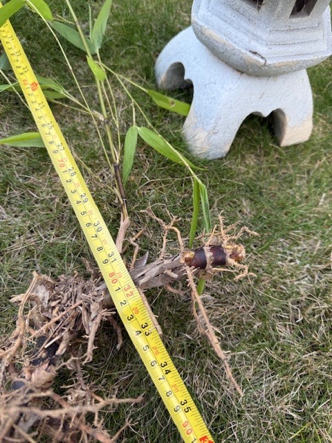 Bamboo root with leaf about 36 inches tall (root about 14 inches)