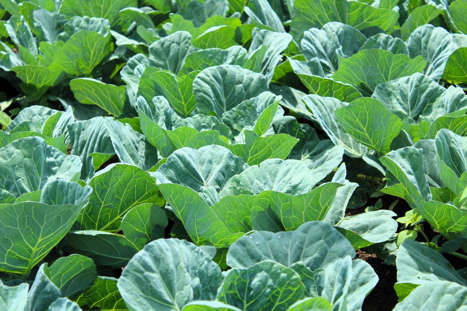 1000 GEORGIA COLLARDS (SOUTHERN / Walking) Collard Greens Brassica Oleracea Seed