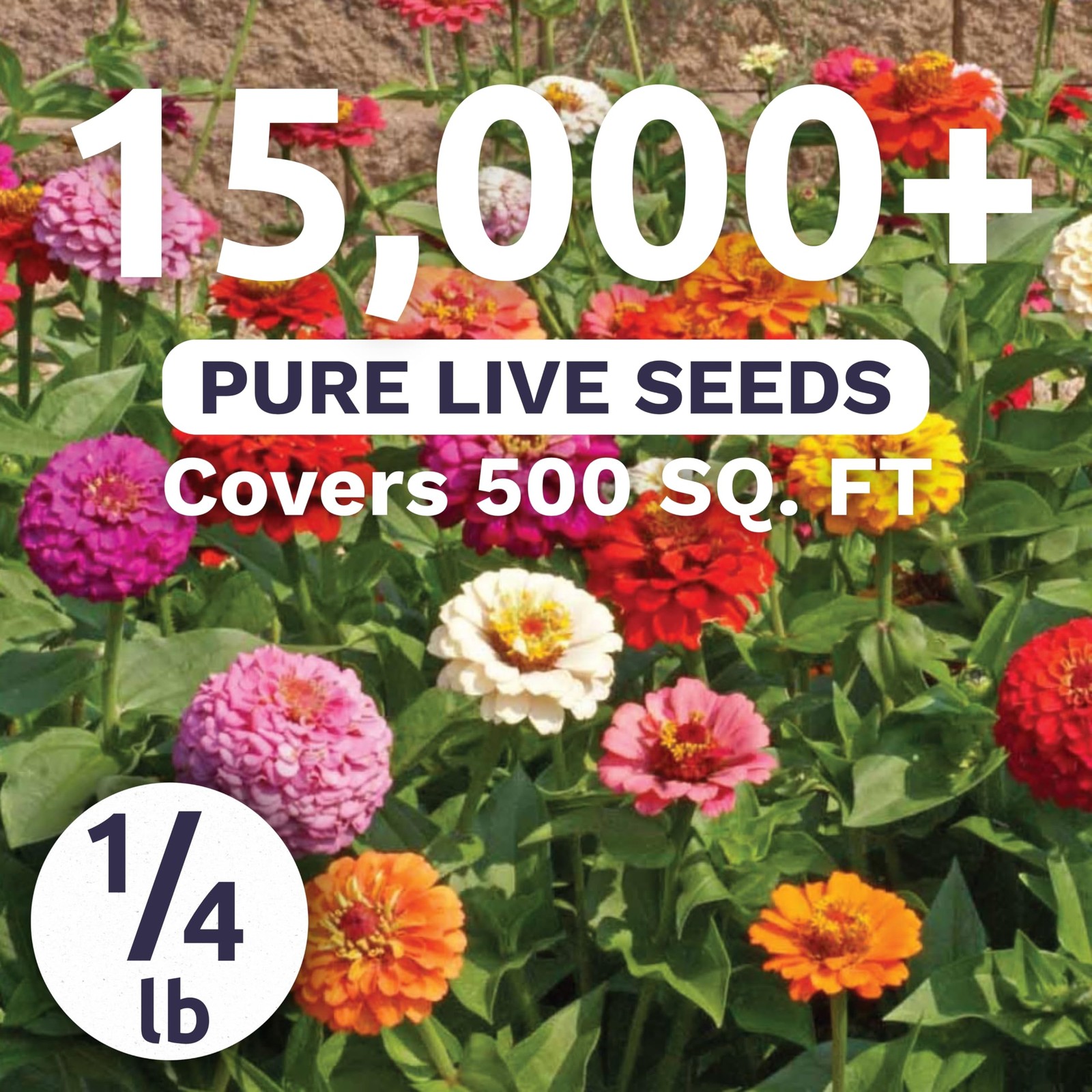 Zinnia Cut & Come Again Mix – Bulk 1/4 Pound Pouch – 15000 Flower Seeds for P…