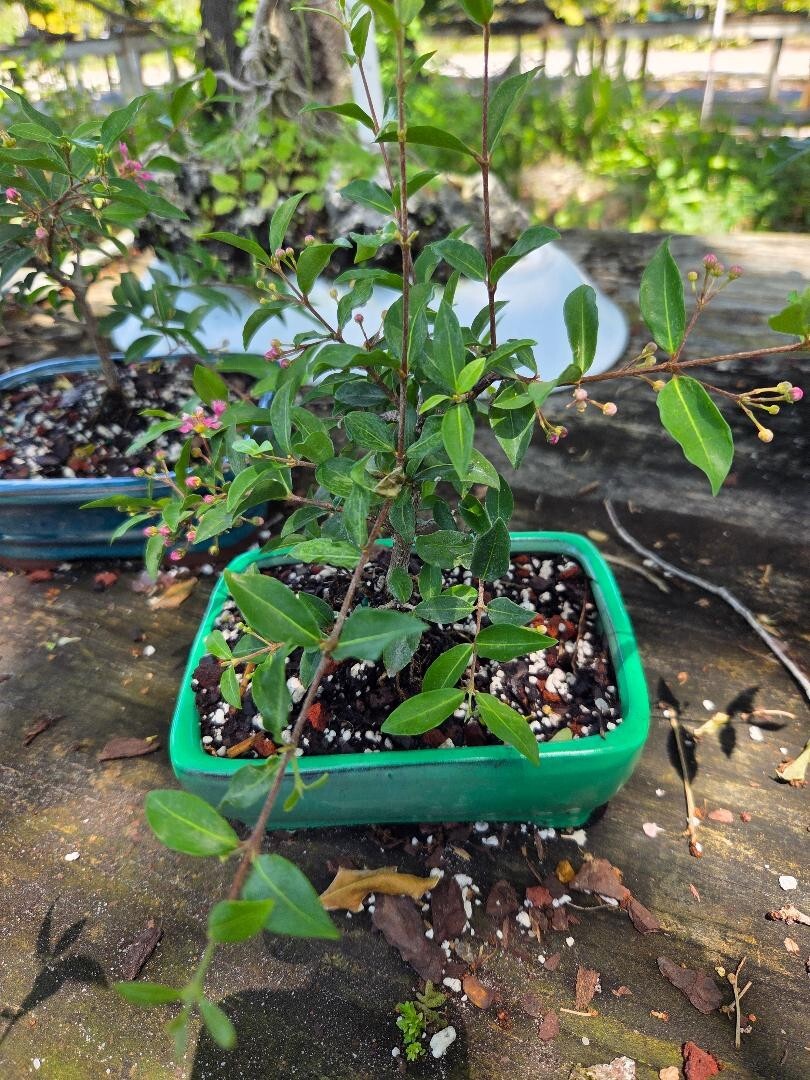 Dwarf Mini Cherry tree flowers and fruits 3-4yrs old. Does flower fruit now