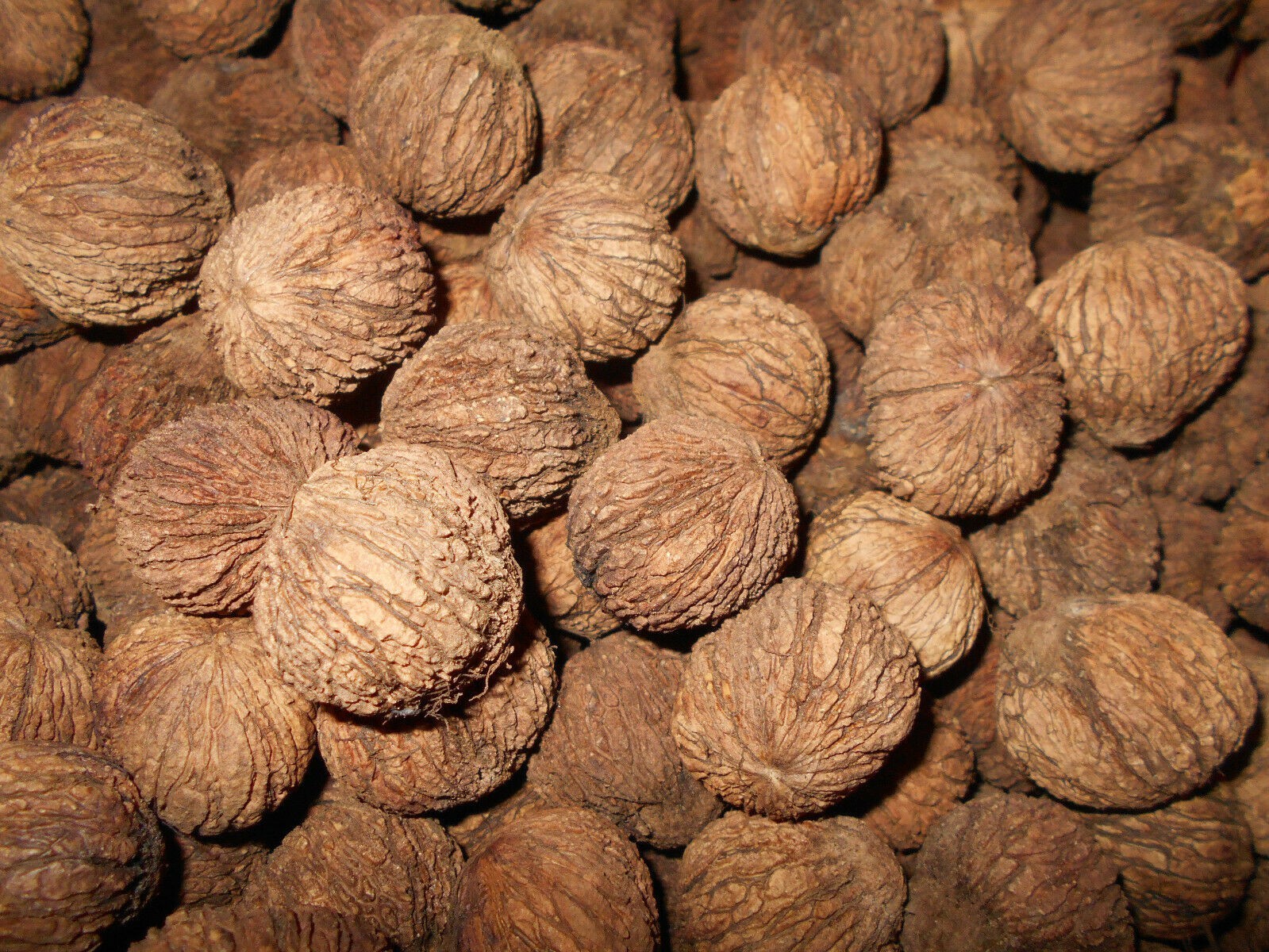 3# Wild Virginia Black Walnuts In The Shell Seeds Nuts Squirrel Food Fall 2025