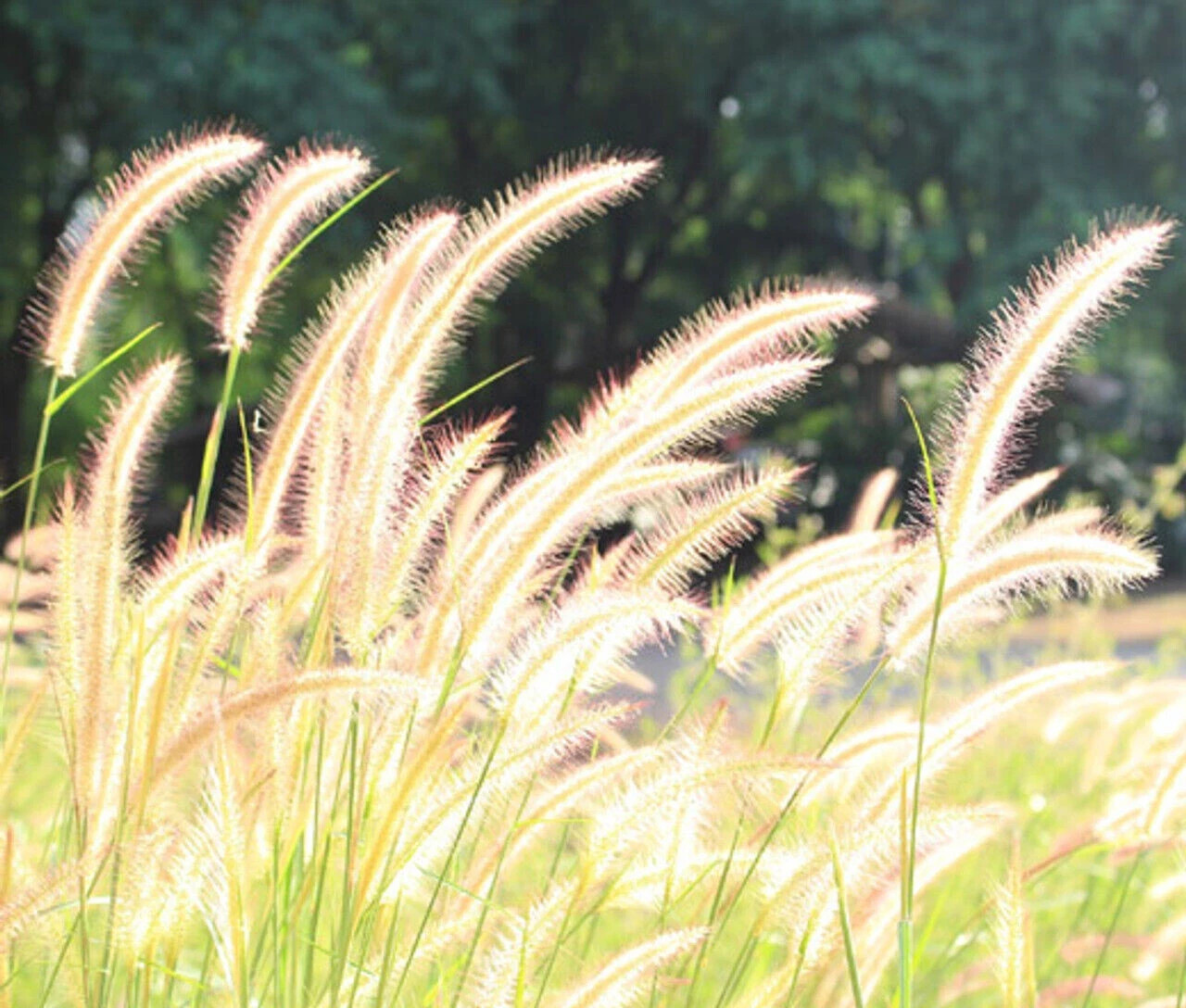 300 Fountain Grass Seeds Pennisetum Alopecuroides The Brooklyn Botanical Gardens