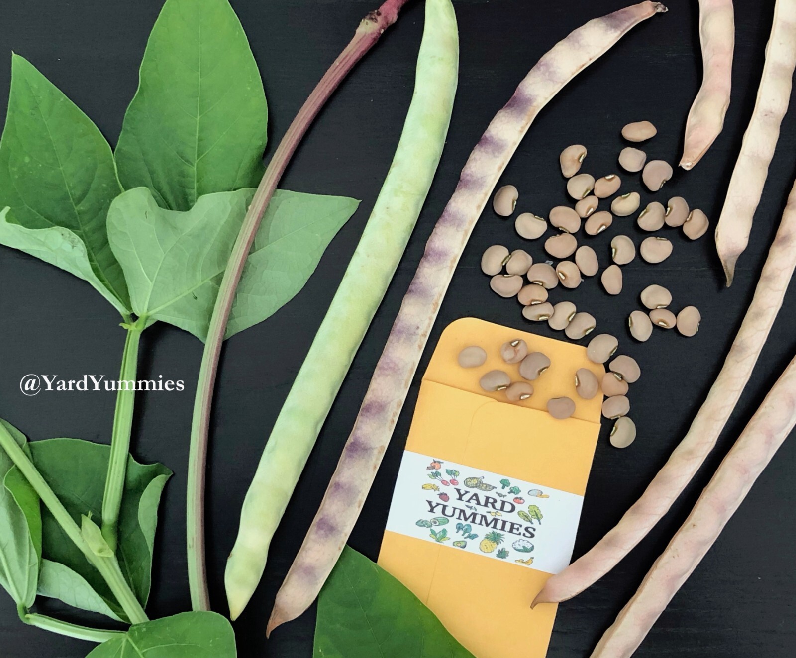 25 Mavuno Cowpea SEEDS Sprawling Cow pea Seeds Vigna unguiculata Cover Crop
