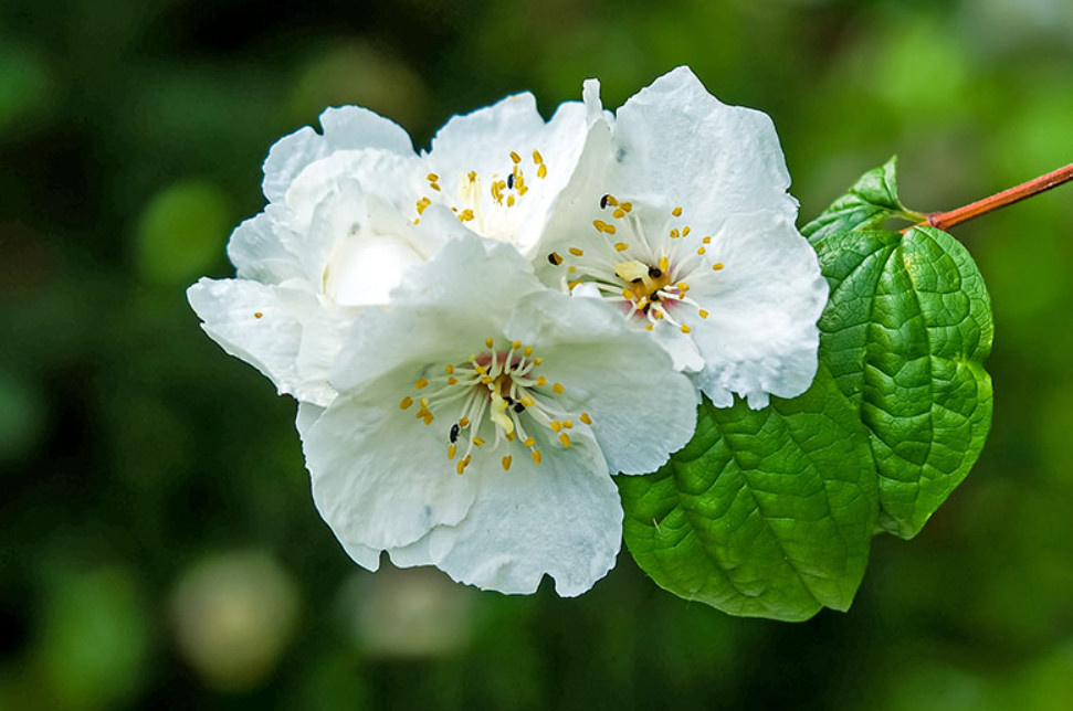 Mock Orange Green – Live Plant in Gallon Pot – Fragrant Flowering Shrub